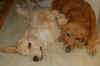 Luca Life is Good.JPG (124918 bytes)
