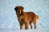 Lyric snow 2010.JPG (122321 bytes)