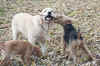 Sammy and friends.jpg (248586 bytes)