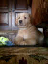 Tiki 1st day home.jpg (157305 bytes)