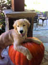 Walker lyric & hud pumpkin.jpg (211741 bytes)