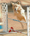 daisy agility.gif (900776 bytes)