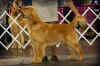 k9data Eros first dog show 6-9 2_001.jpg (394697 bytes)