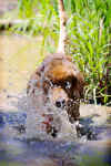 k9data Eros splash down_001.jpg (444652 bytes)
